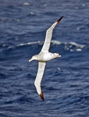 Wandering Alabatross - Antarctica birds fact file
